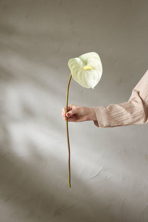 Anthurium H70cm Vit