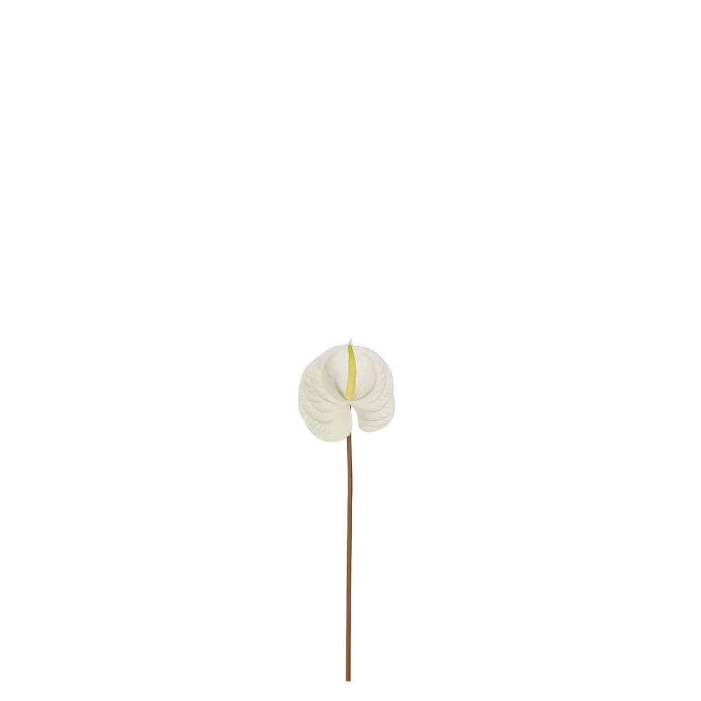 Anthurium H70cm Vit