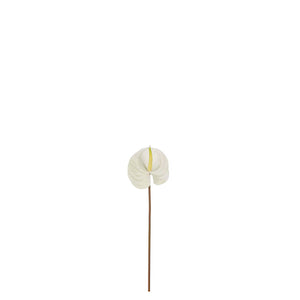 Anthurium H70cm Vit