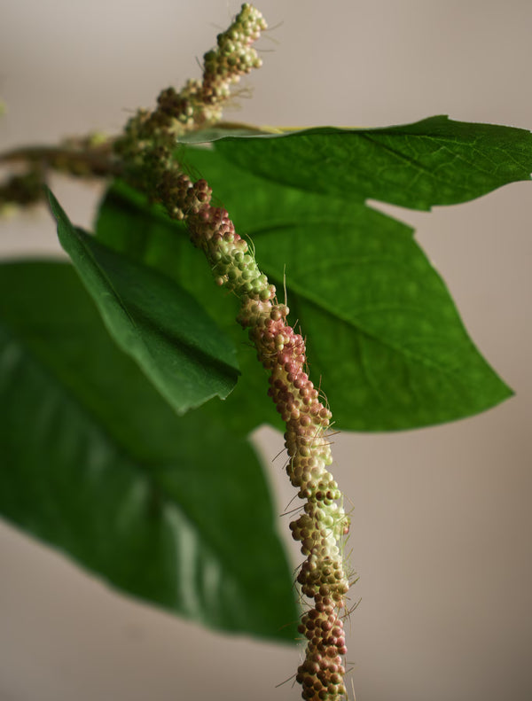 Amaranthus kvist H70cm- detaljbild