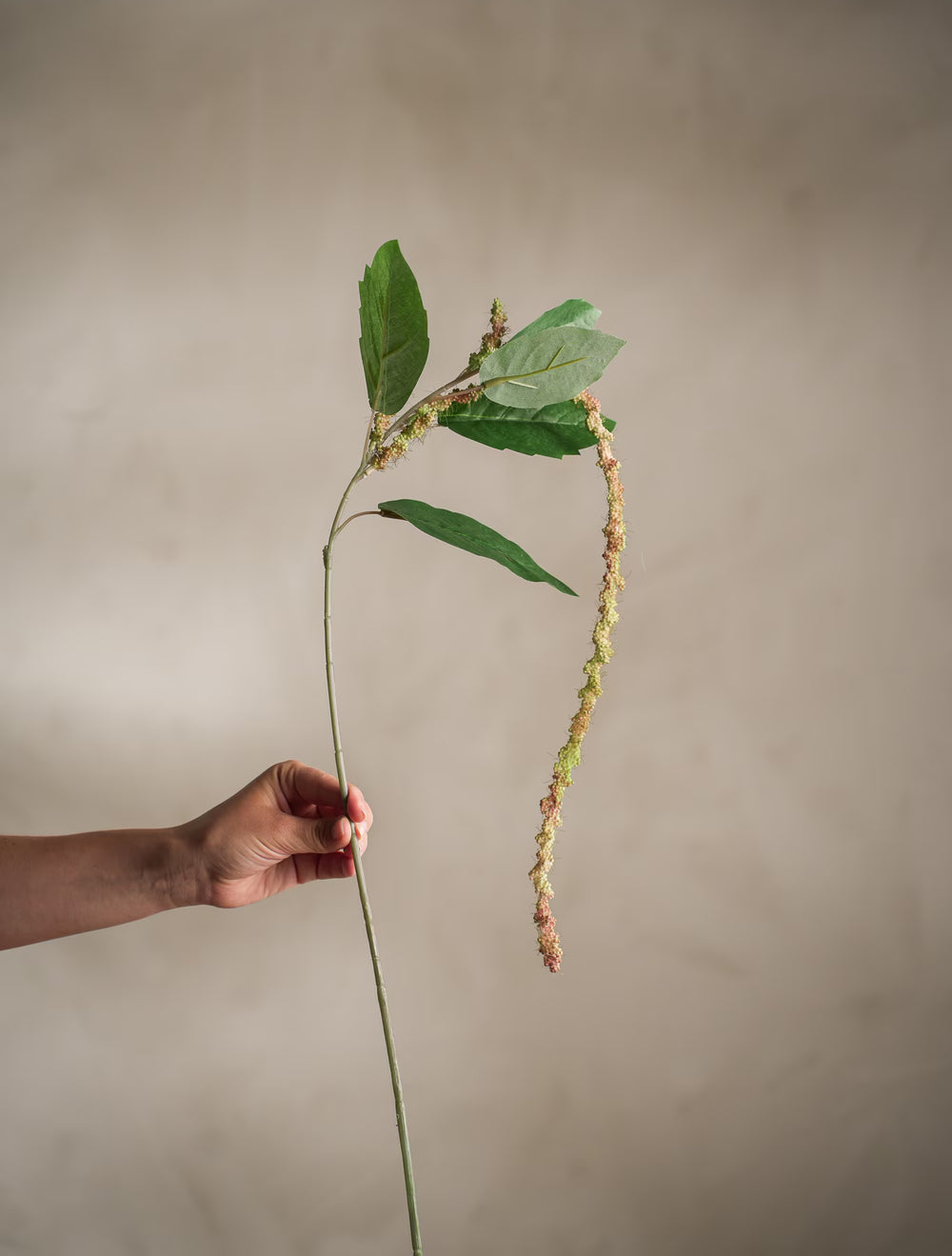 Amaranthus kvist H70cm- produktbild