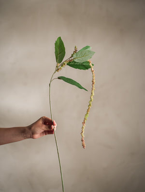 Amaranthus kvist H70cm- miljöbild