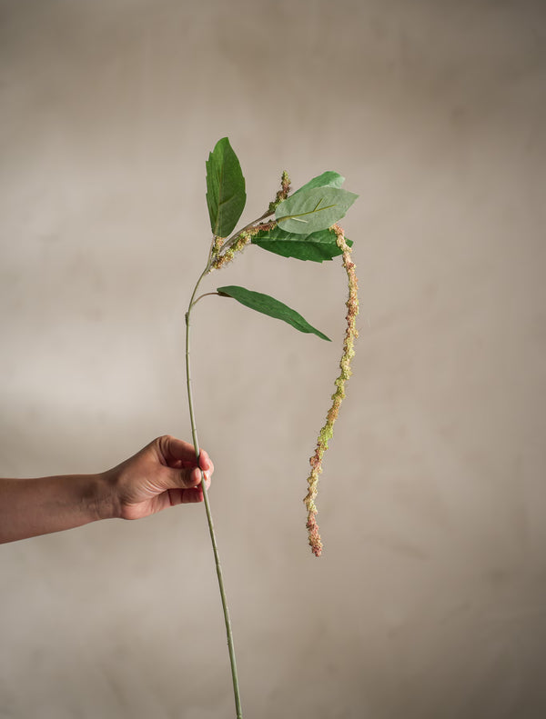 Amaranthus kvist H70cm- miljöbild