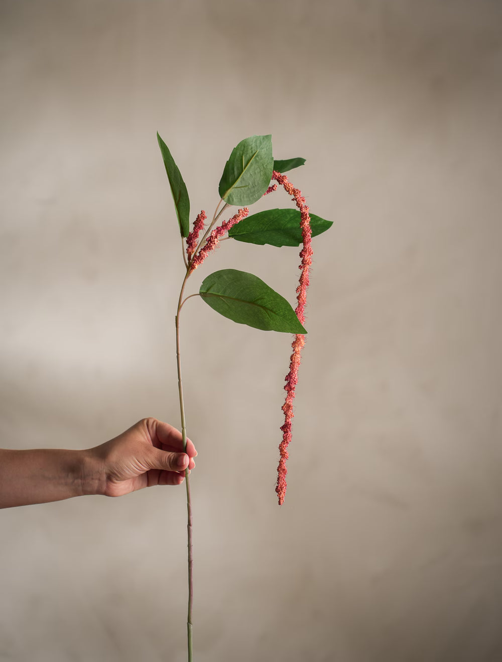 Amaranthus kvist Korall H70cm- produktbild