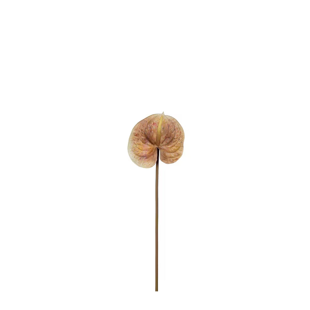 Anthurium H70cm Brun- produktbild