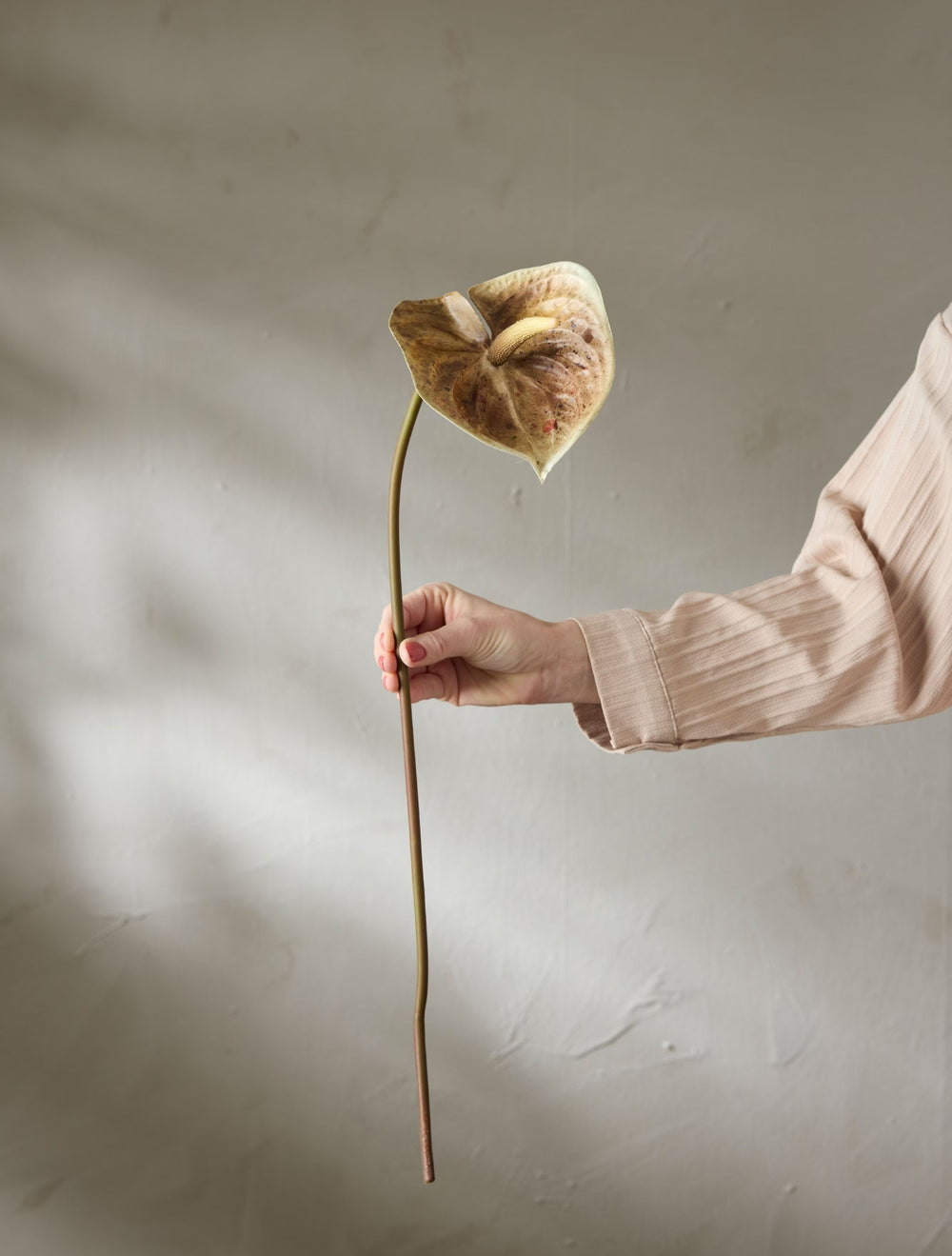 Anthurium H70cm Brun- produktbild