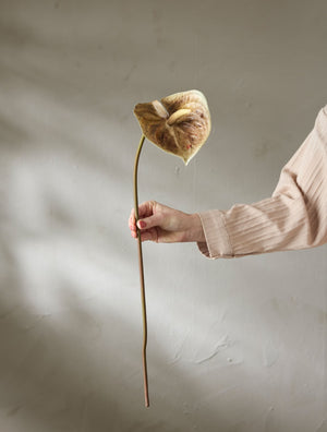 Anthurium H70cm Brun- miljöbild