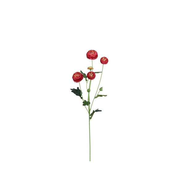 Chrysantemum växt H60cm Burgundy- produktbild
