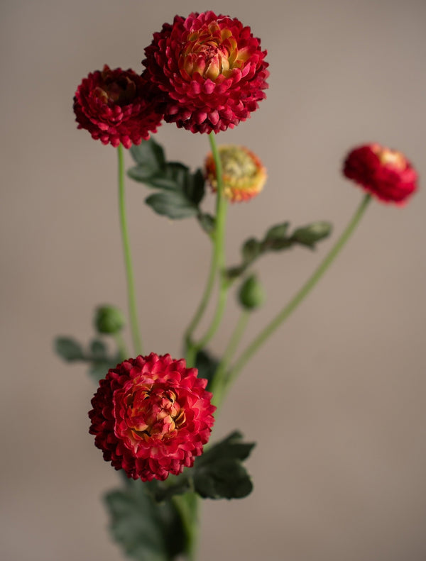 Chrysantemum växt H60cm Burgundy- detaljbild