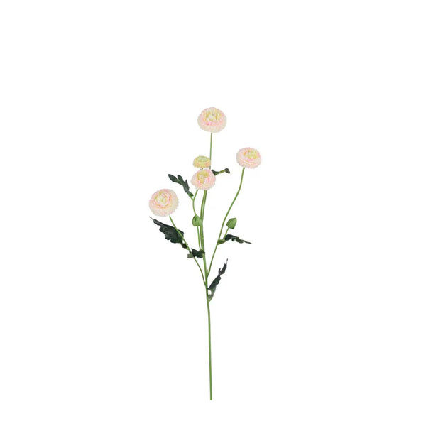 Chrysantemum växt H60cm Rosa- produktbild