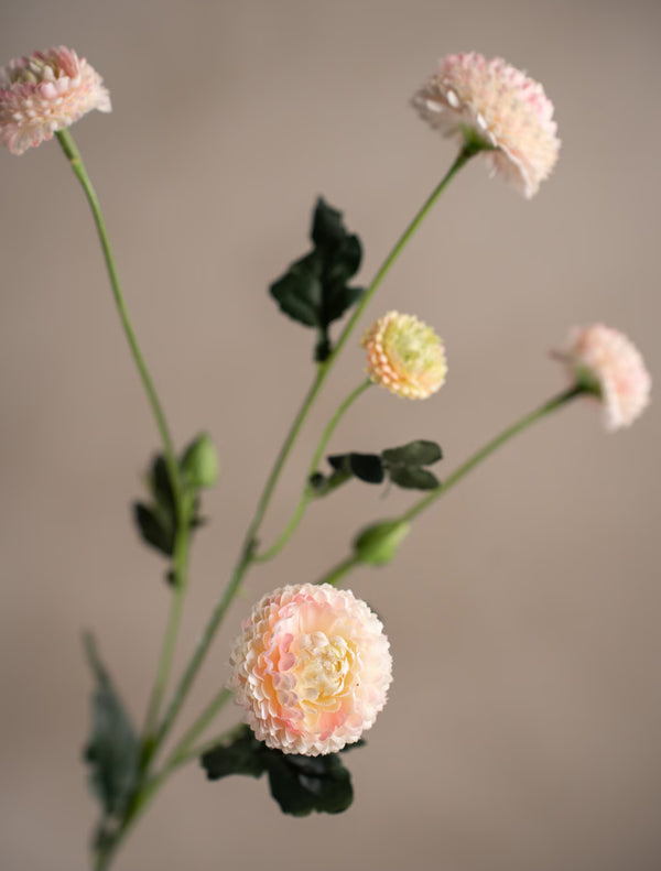 Chrysantemum växt H60cm Rosa- detaljbild