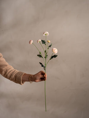 Chrysantemum växt H60cm Rosa- miljöbild