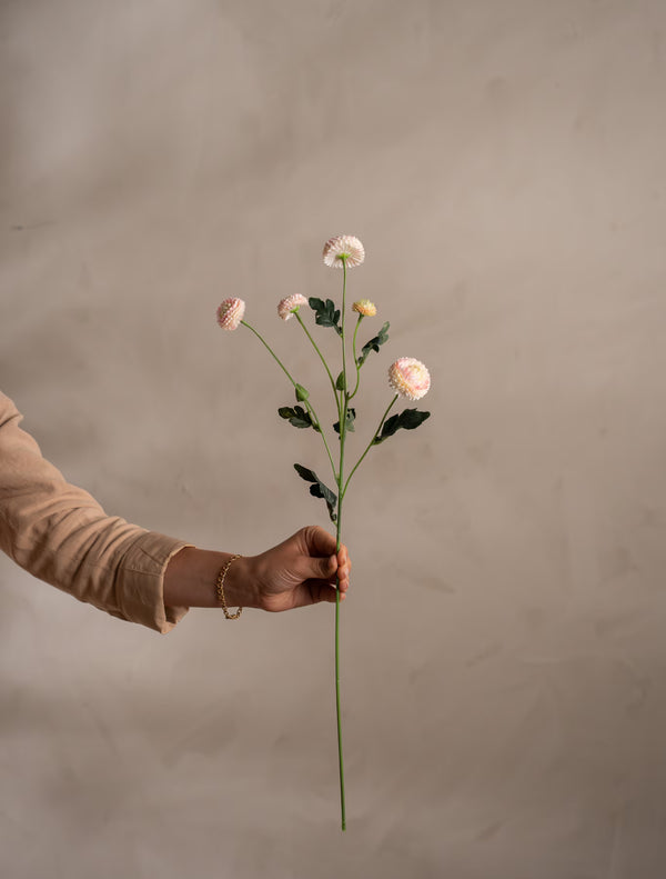 Chrysantemum växt H60cm Rosa- miljöbild
