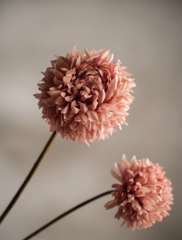 Chrysanthemum kvist H65cm Brun- detaljbild