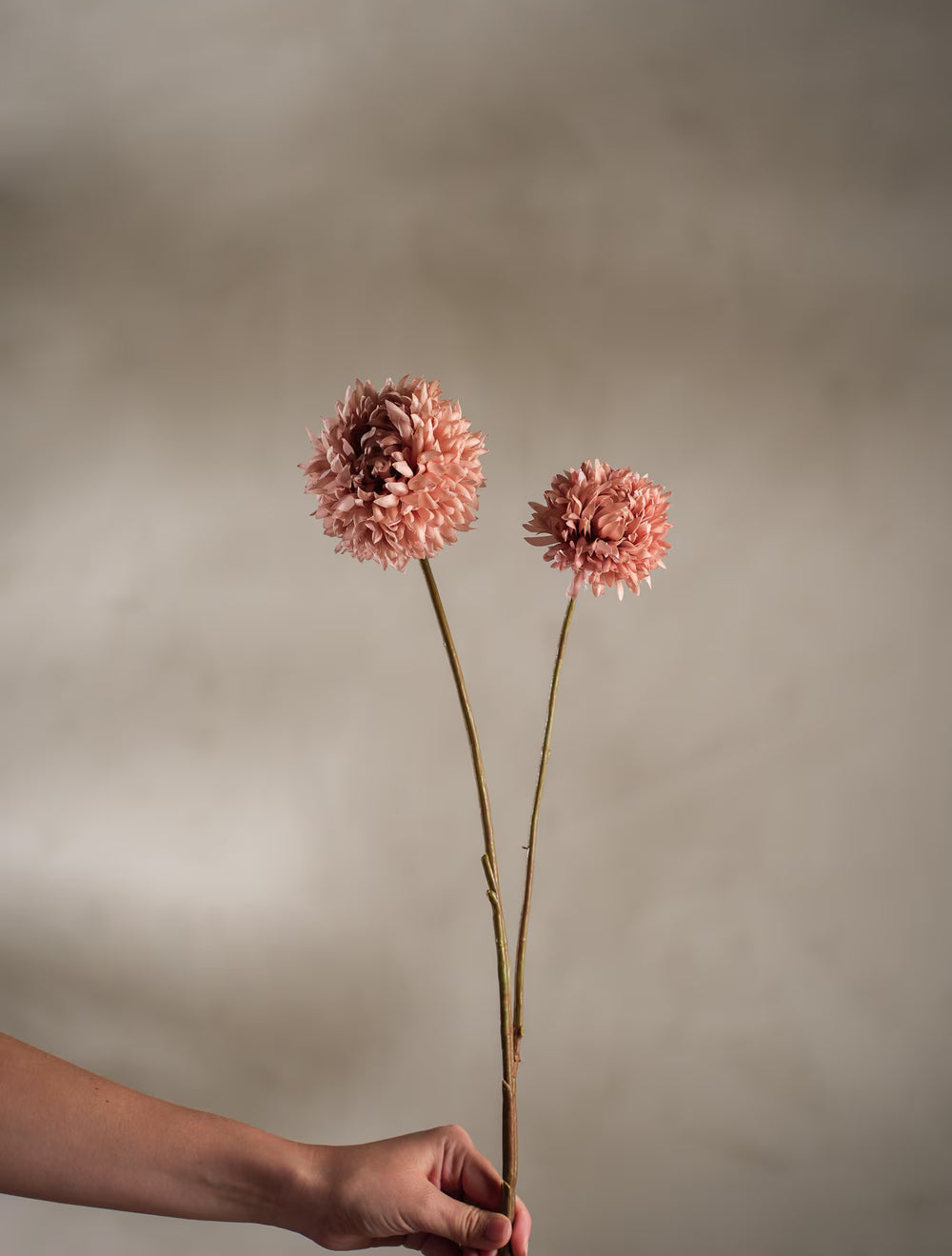 Chrysanthemum kvist H65cm Brun- produktbild