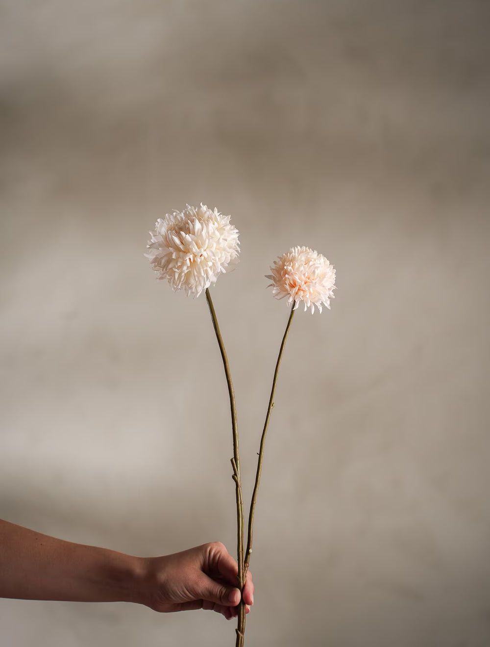 Chrysanthemum kvist H65cm Creme- produktbild
