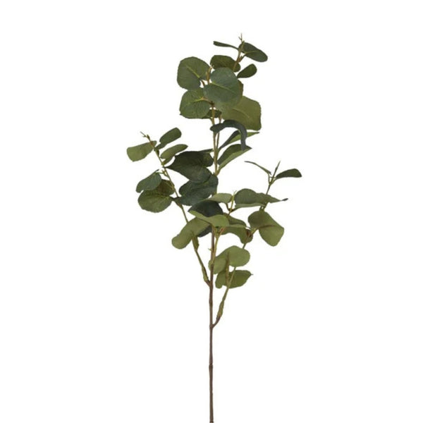 Eucalyptus Kvist- produktbild