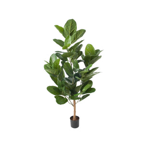 Ficus Audrey 80cm- produktbild