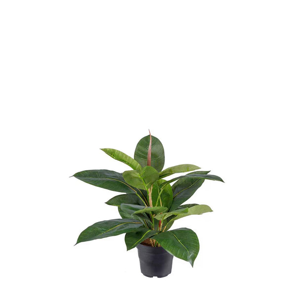 Fikus Robusta i kruka- produktbild