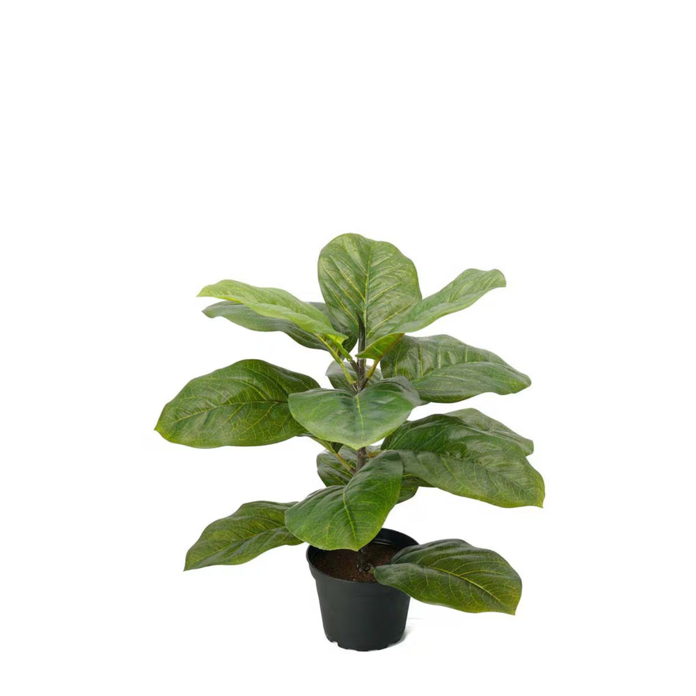 Fiolfikus i kruka H:40cm- produktbild