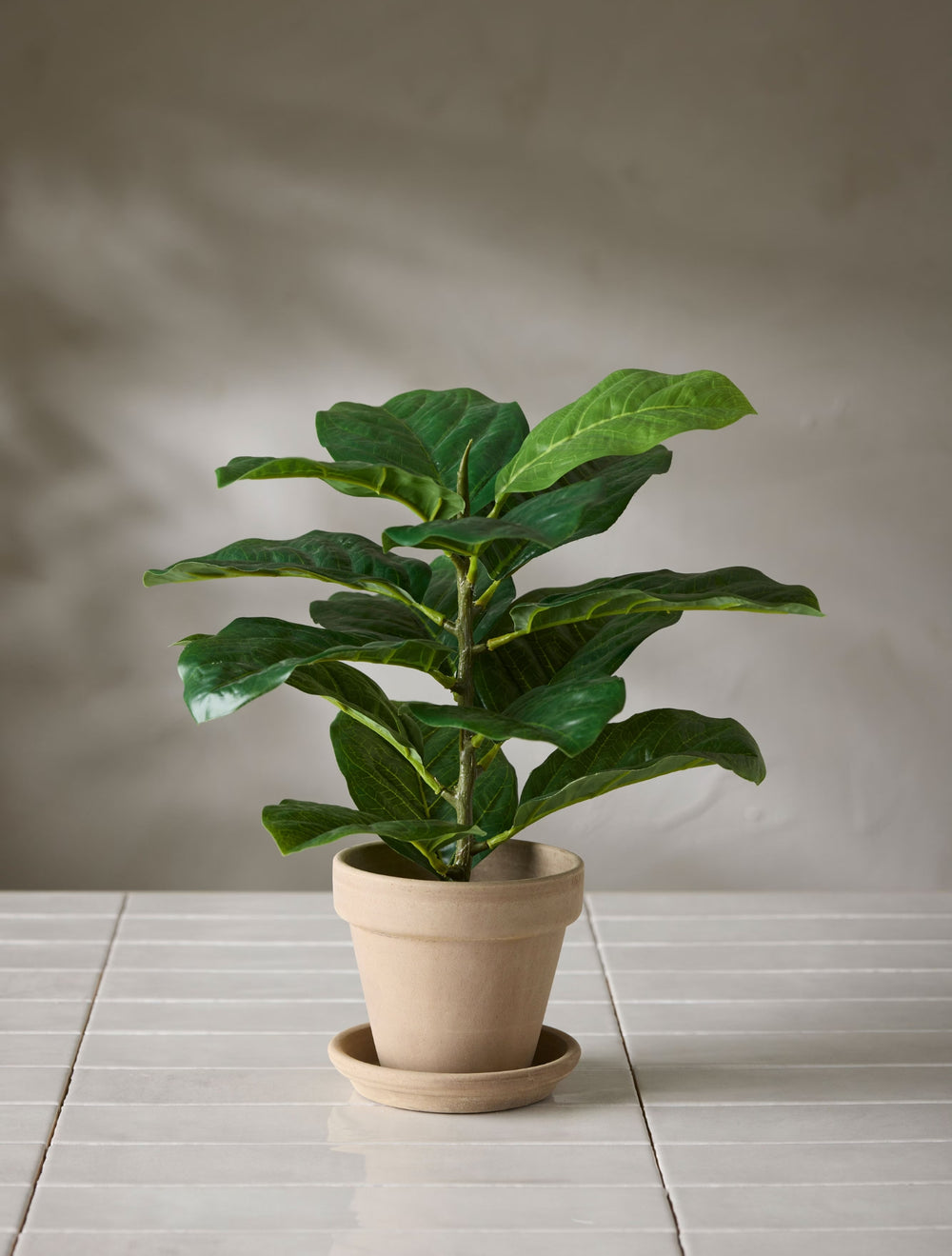 Fiolfikus i kruka H:40cm- produktbild