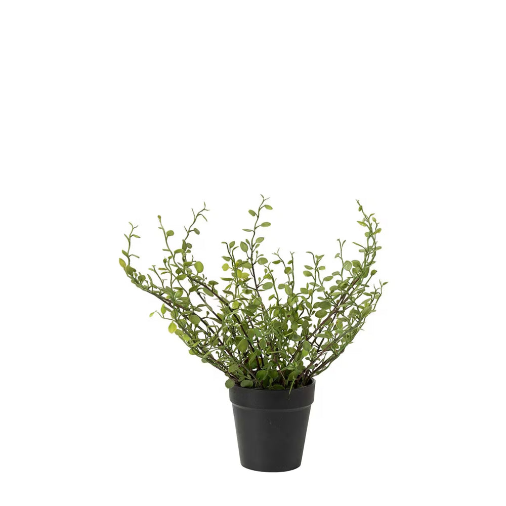Muehlenbeckia växt H25cm- produktbild