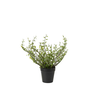Muehlenbeckia växt H25cm- produktbild