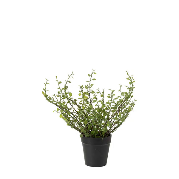 Muehlenbeckia växt H25cm- produktbild