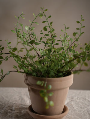 Muehlenbeckia växt H25cm- detaljbild