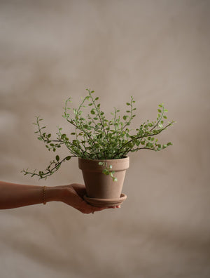 Muehlenbeckia växt H25cm- miljöbild