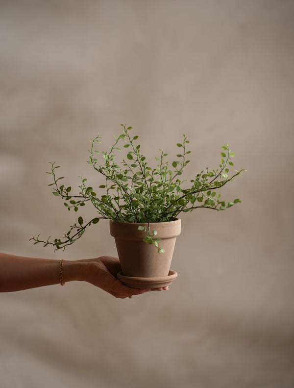 Muehlenbeckia växt H25cm- miljöbild