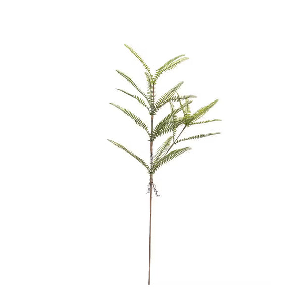 Ormbunke H95cm- produktbild