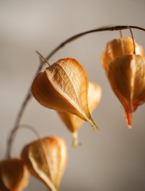 Physalis kvist H95cm Gul- detaljbild