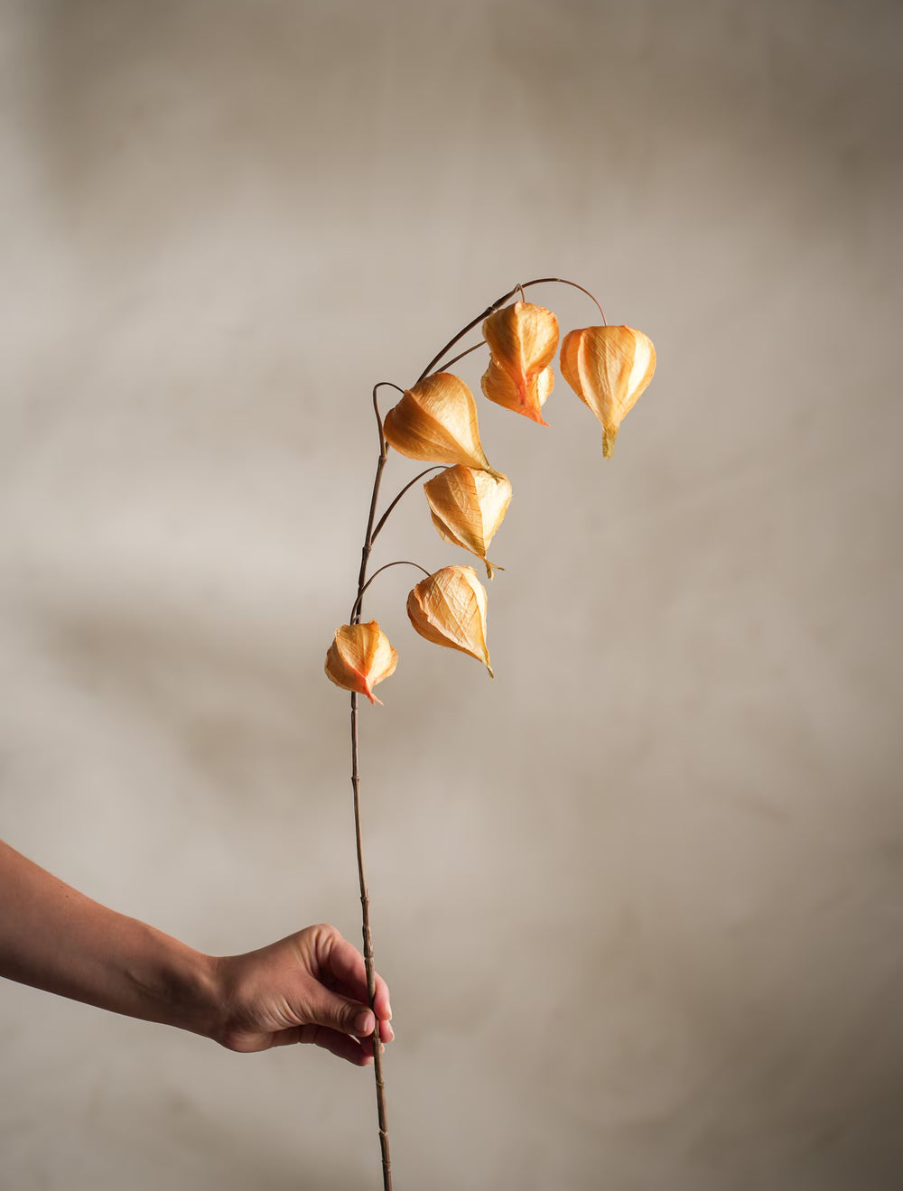 Physalis kvist H95cm Gul- produktbild