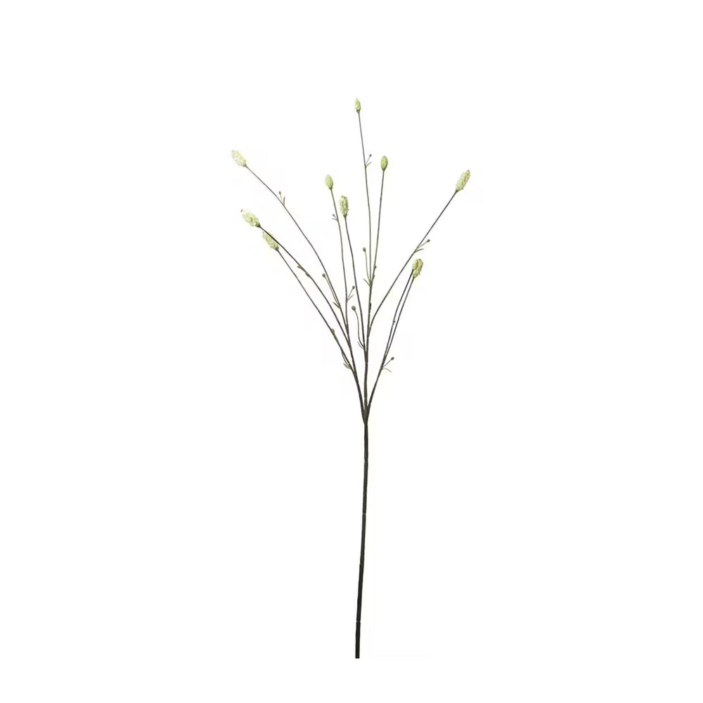 Pimpinell Grön H80cm- produktbild