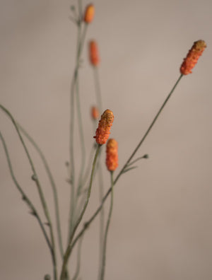 Pimpinell Orange H80cm- detaljbild