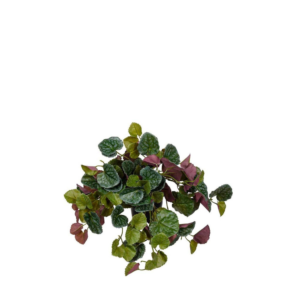 Senecio Växt i kruka- produktbild