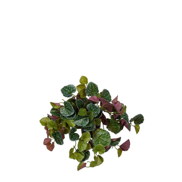 Senecio Växt i kruka- produktbild