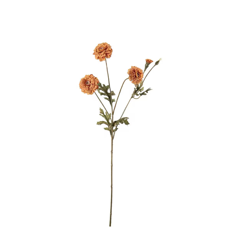 Tagetes kvist H55cm- produktbild