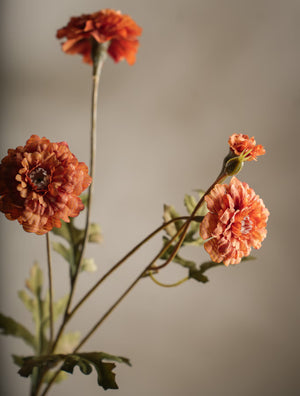 Tagetes kvist H55cm- detaljbild