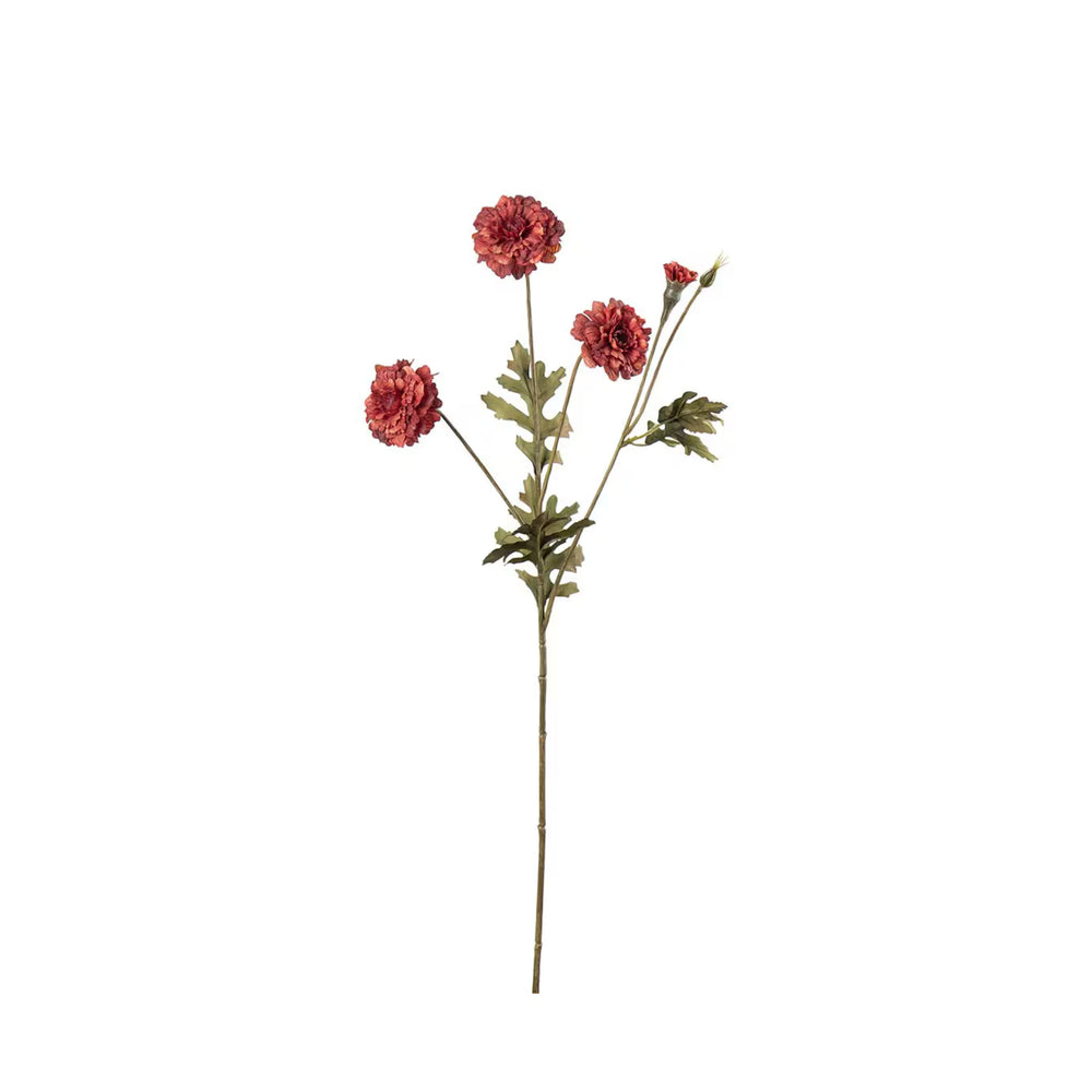 Tagetes kvist H55cm Röd- produktbild