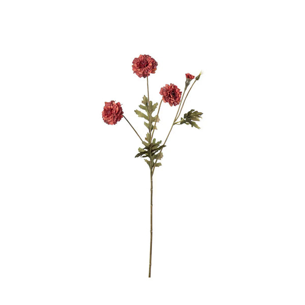 Tagetes kvist H55cm Röd- produktbild