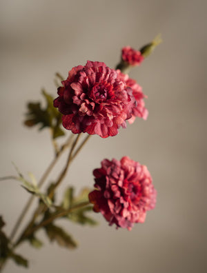 Tagetes kvist H55cm Röd- detaljbild