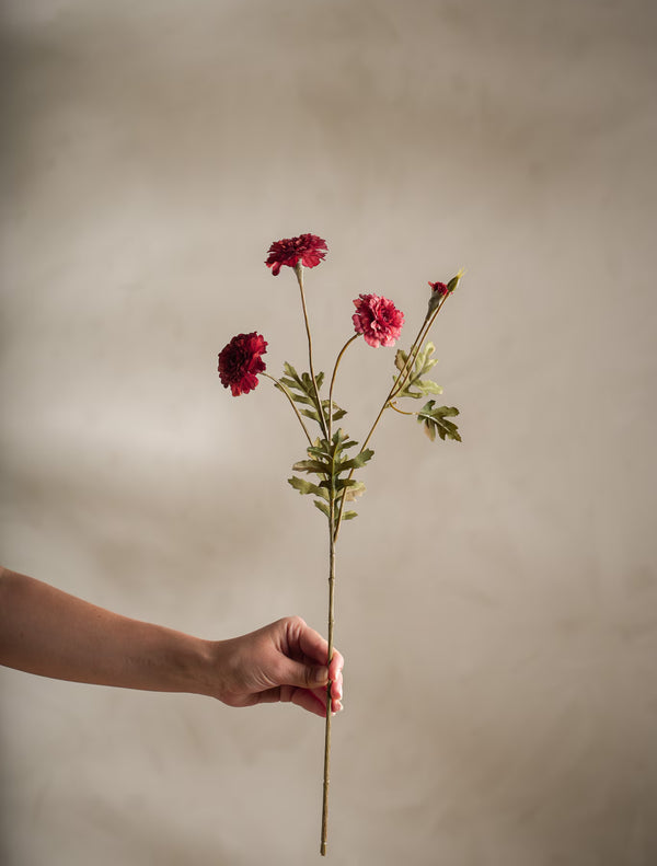 Tagetes kvist H55cm Röd- miljöbild