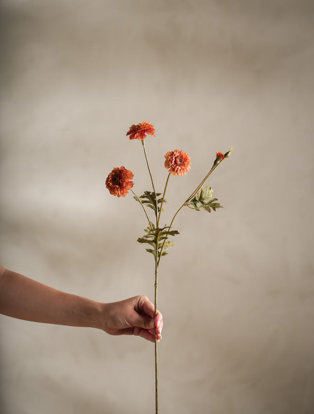 Tagetes kvist H55cm- produktbild