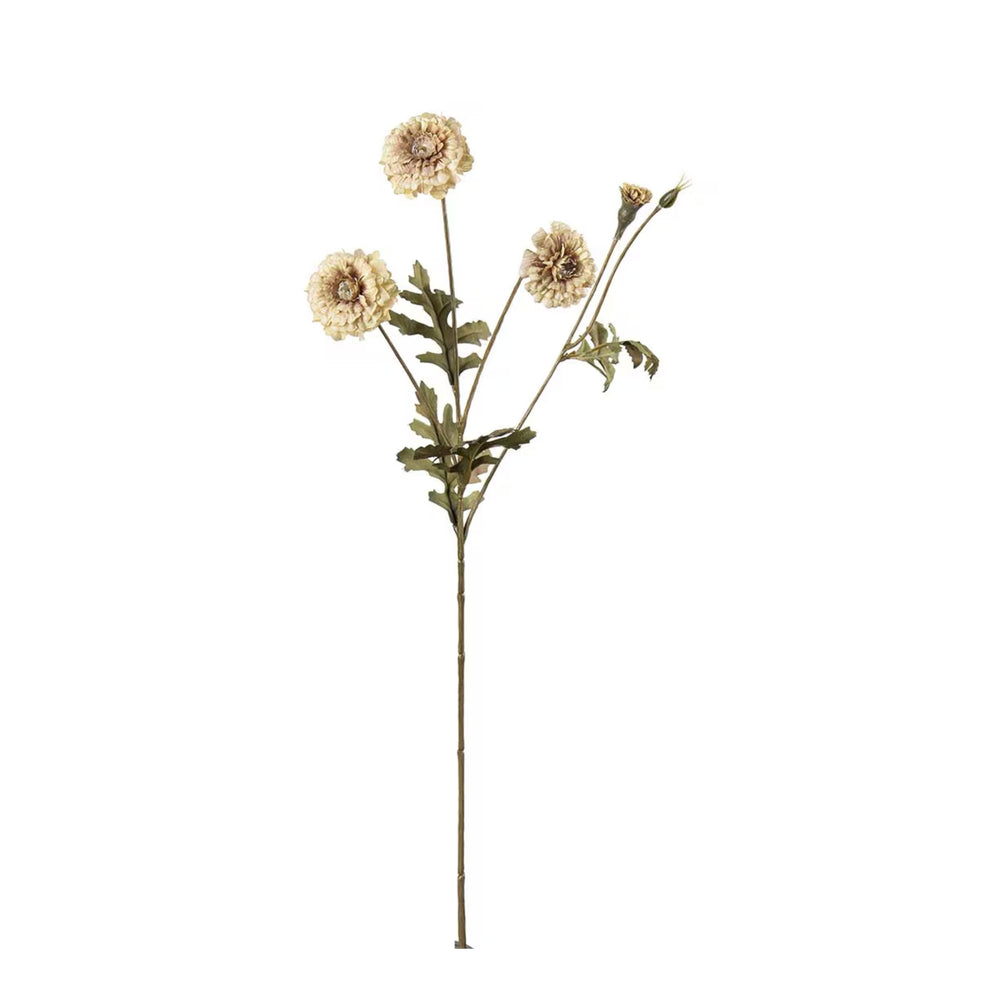 Tagetes kvist H55cm Creme- produktbild
