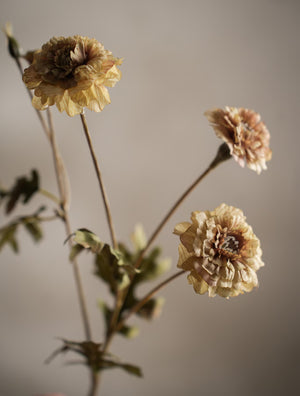 Tagetes kvist H55cm Creme- detaljbild