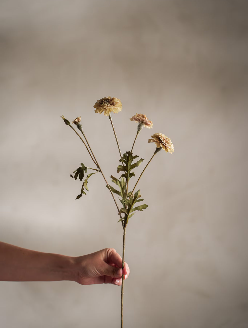 Tagetes kvist H55cm Creme- produktbild