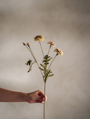 Tagetes kvist H55cm Creme- miljöbild