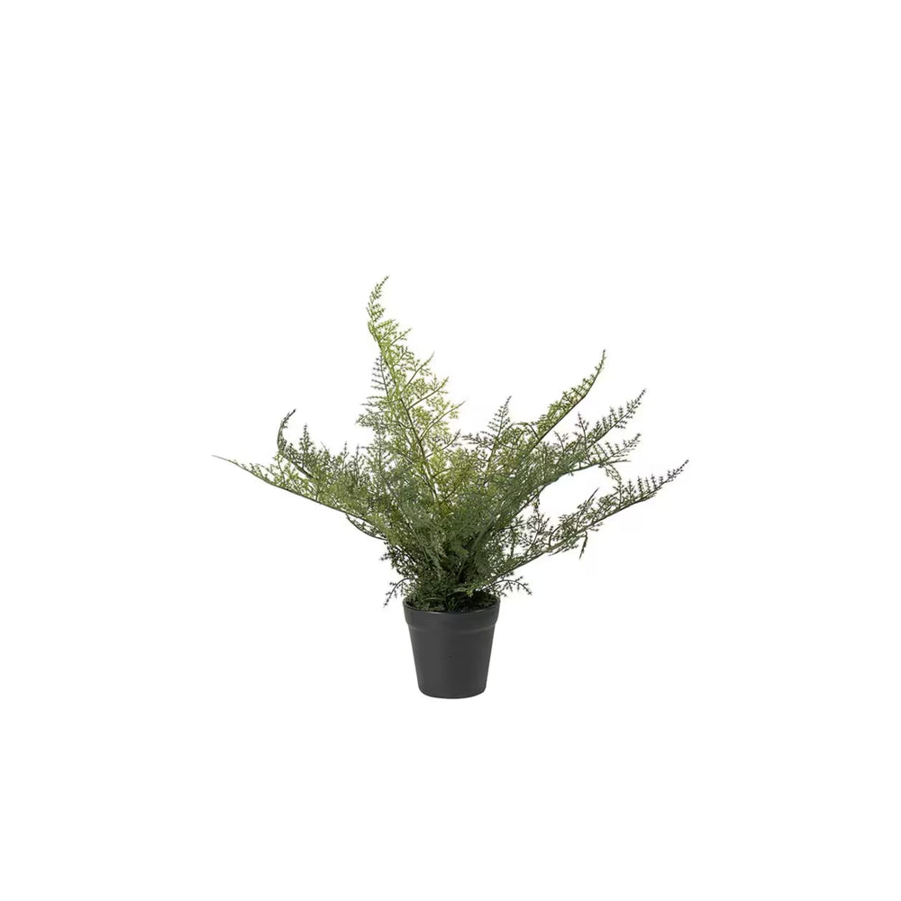 plumosus Växt i kruka H30cm- produktbild